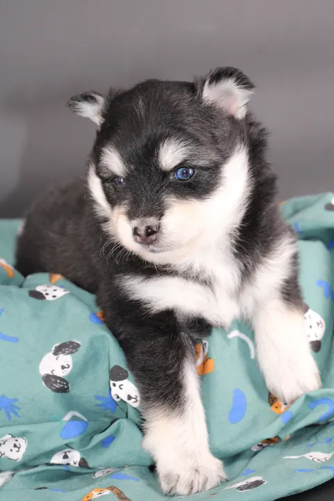LOUP, chiot Pomsky Royal POMSKY - photo 1