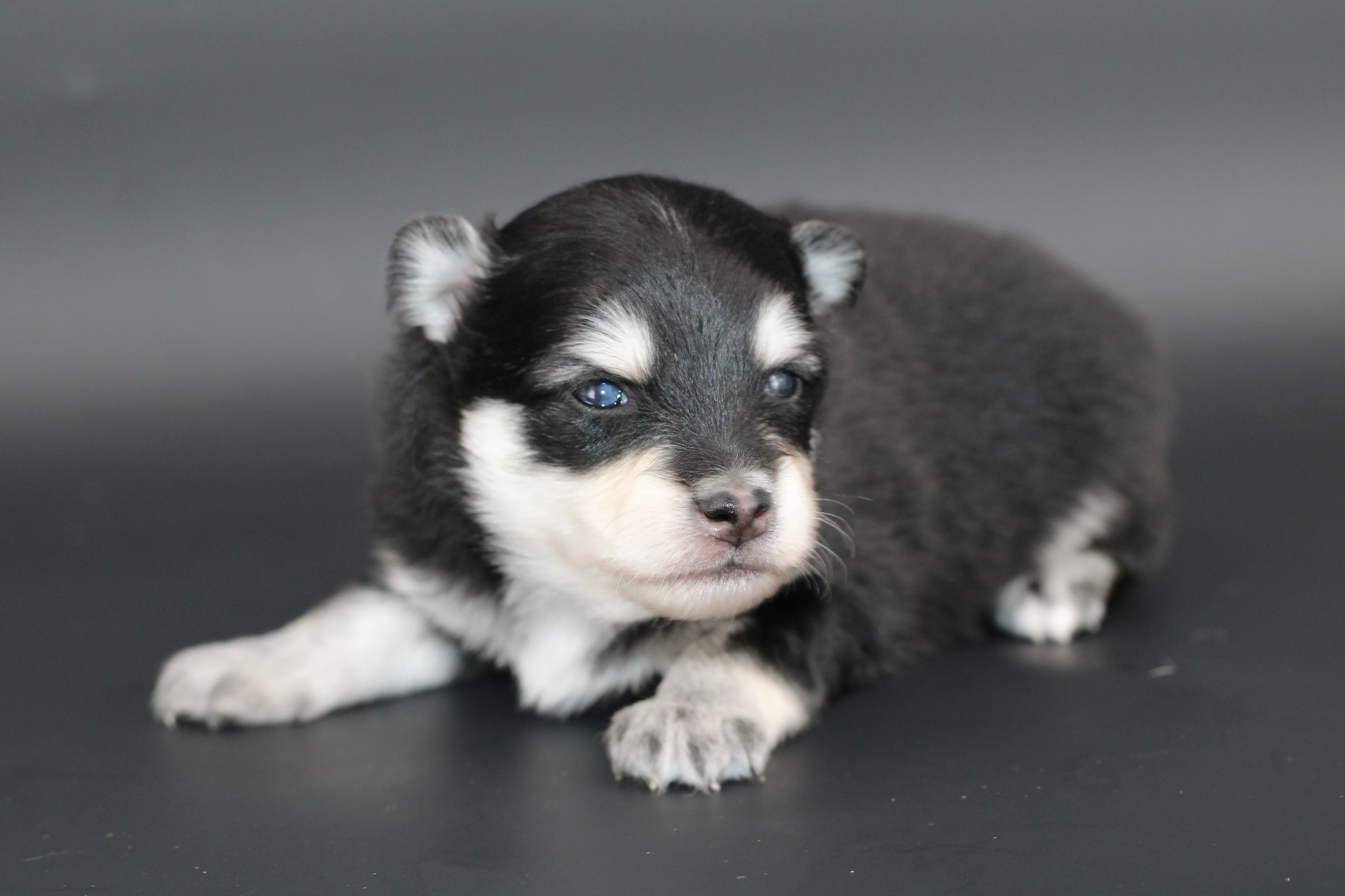 LOUP, chiot Pomsky Royal POMSKY - photo 2