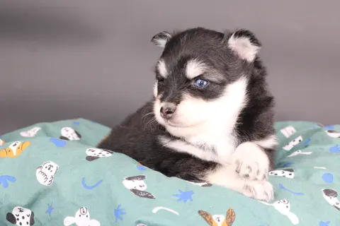 LOUP, chiot Pomsky Royal POMSKY - photo 2