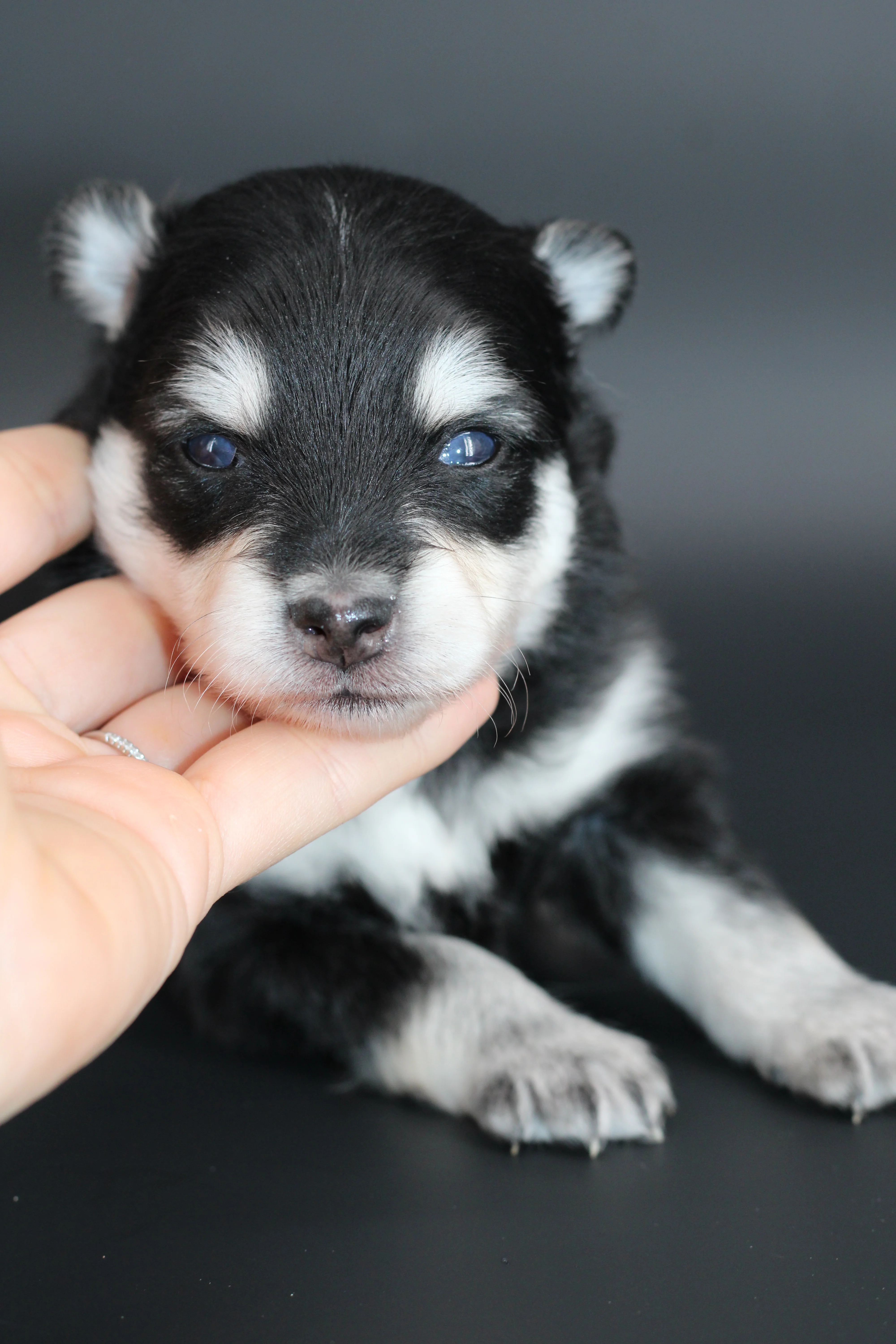 LOUP, chiot Pomsky Royal POMSKY - photo 3