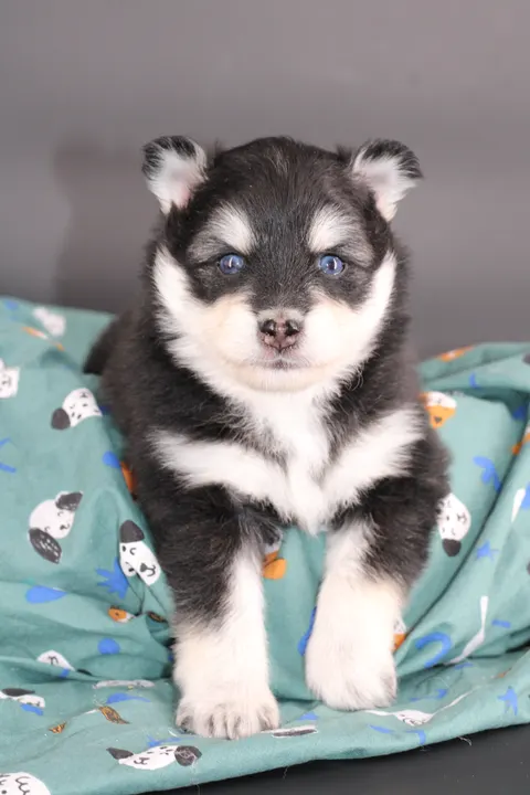 LOUP, chiot Pomsky Royal POMSKY - photo 3