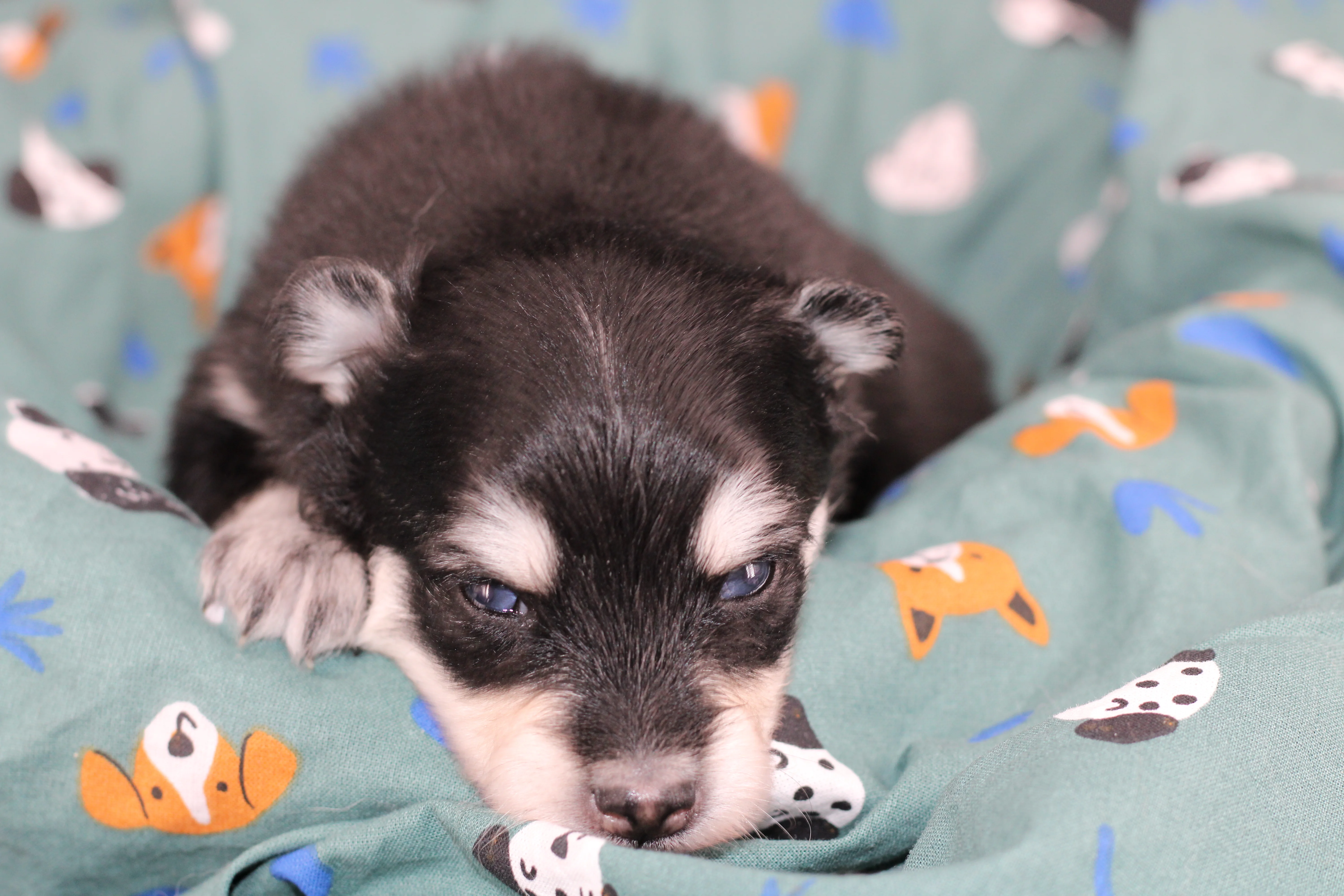 LOUP, chiot Pomsky Royal POMSKY - photo 4