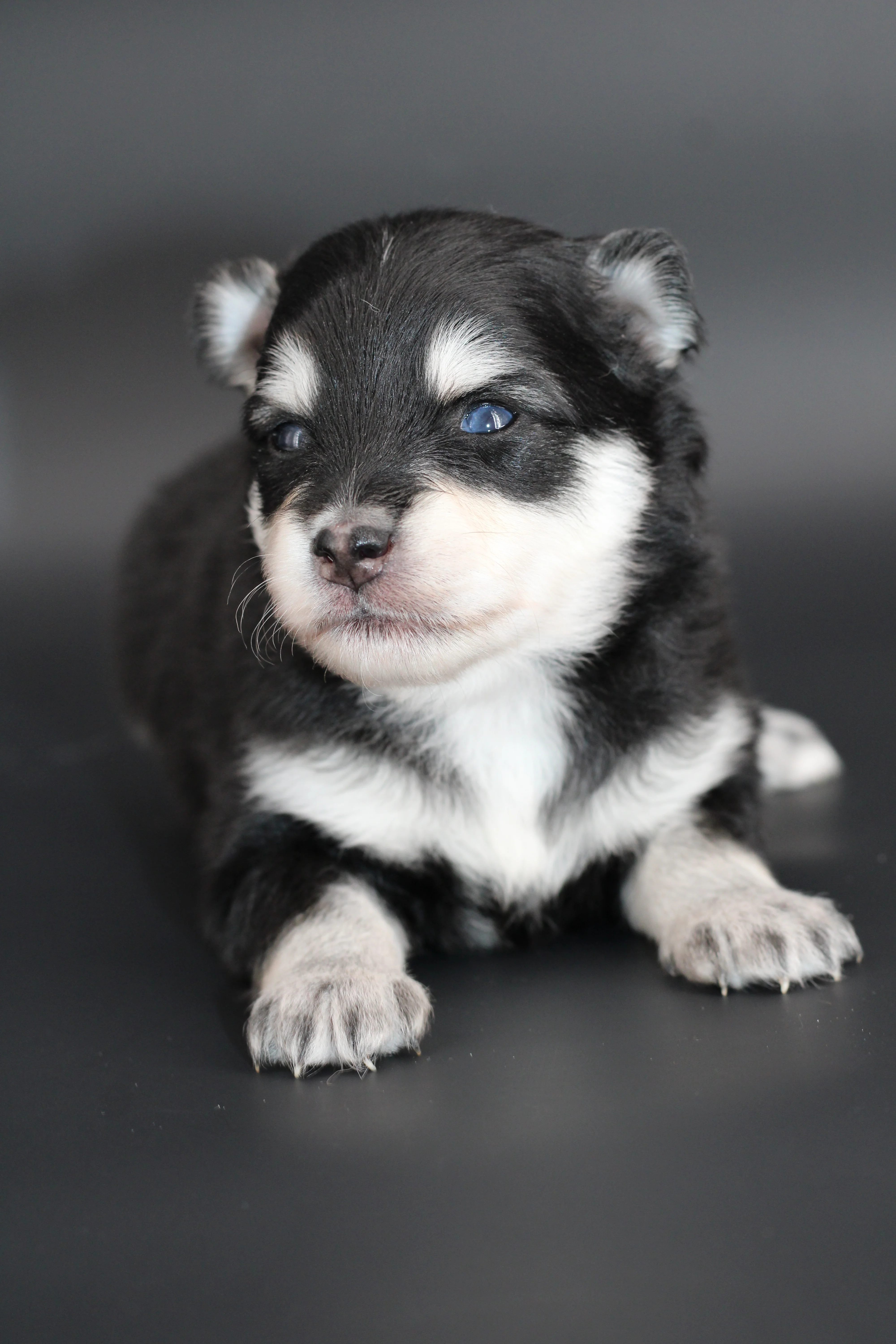 LOUP, chiot Pomsky Royal POMSKY - photo 5