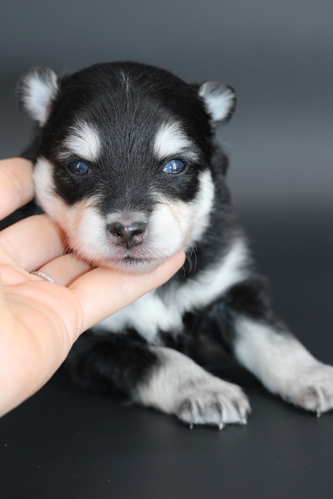 LOUP, chiot Pomsky Royal POMSKY - photo 1