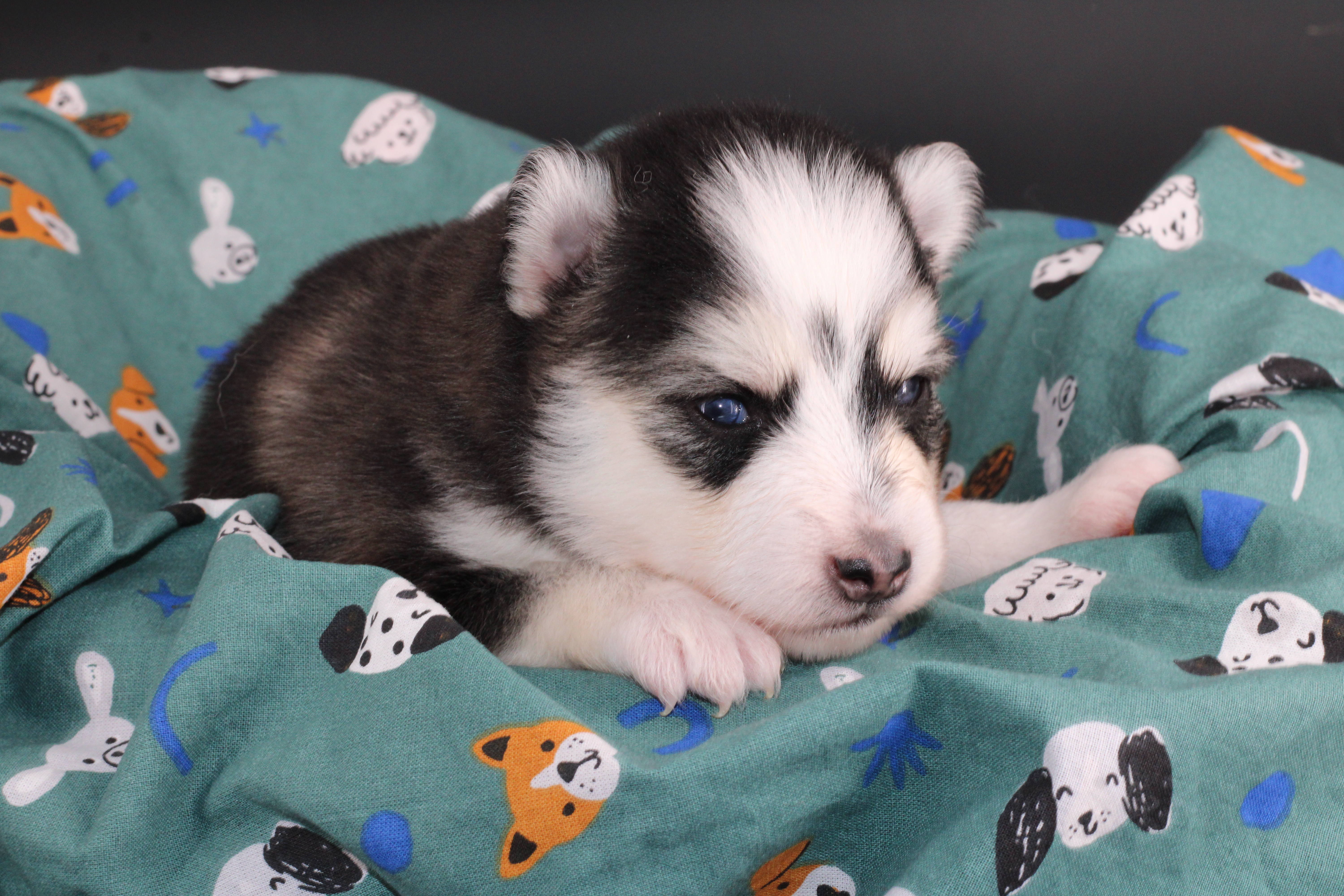 LUNA, chiot Pomsky Royal POMSKY - photo 3
