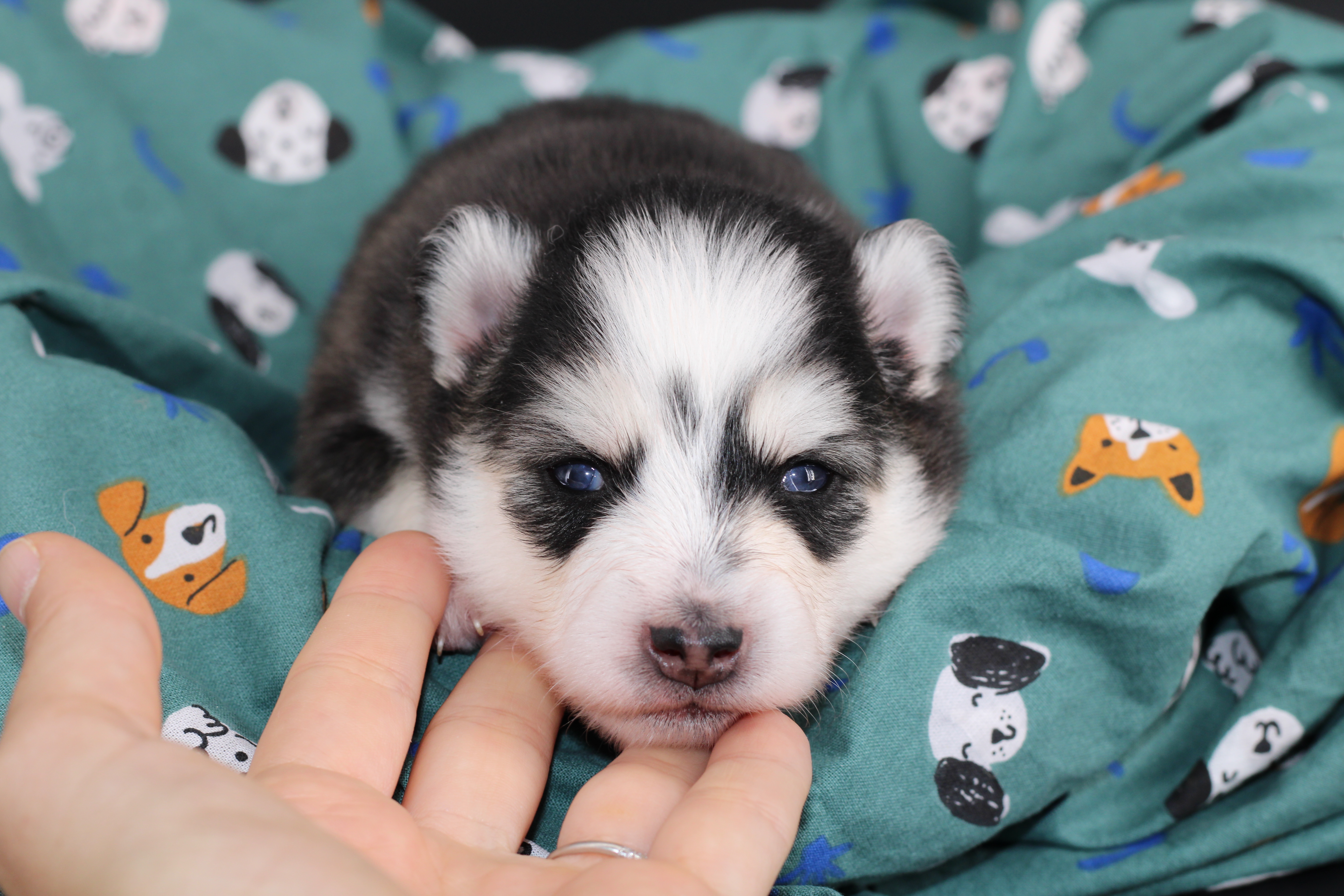 LUNA, chiot Pomsky Royal POMSKY - photo 2