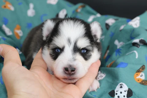 LUNA, chiot Pomsky Royal POMSKY - photo 1