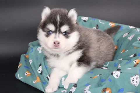 SORA, chiot Pomsky Royal POMSKY - photo 2