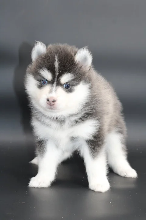 SORA, chiot Pomsky Royal POMSKY - photo 1