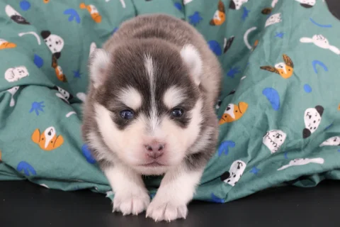 SORA, chiot Pomsky Royal POMSKY - photo 1