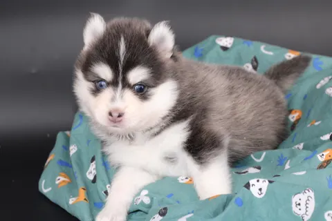 SORA, chiot Pomsky Royal POMSKY - photo 3