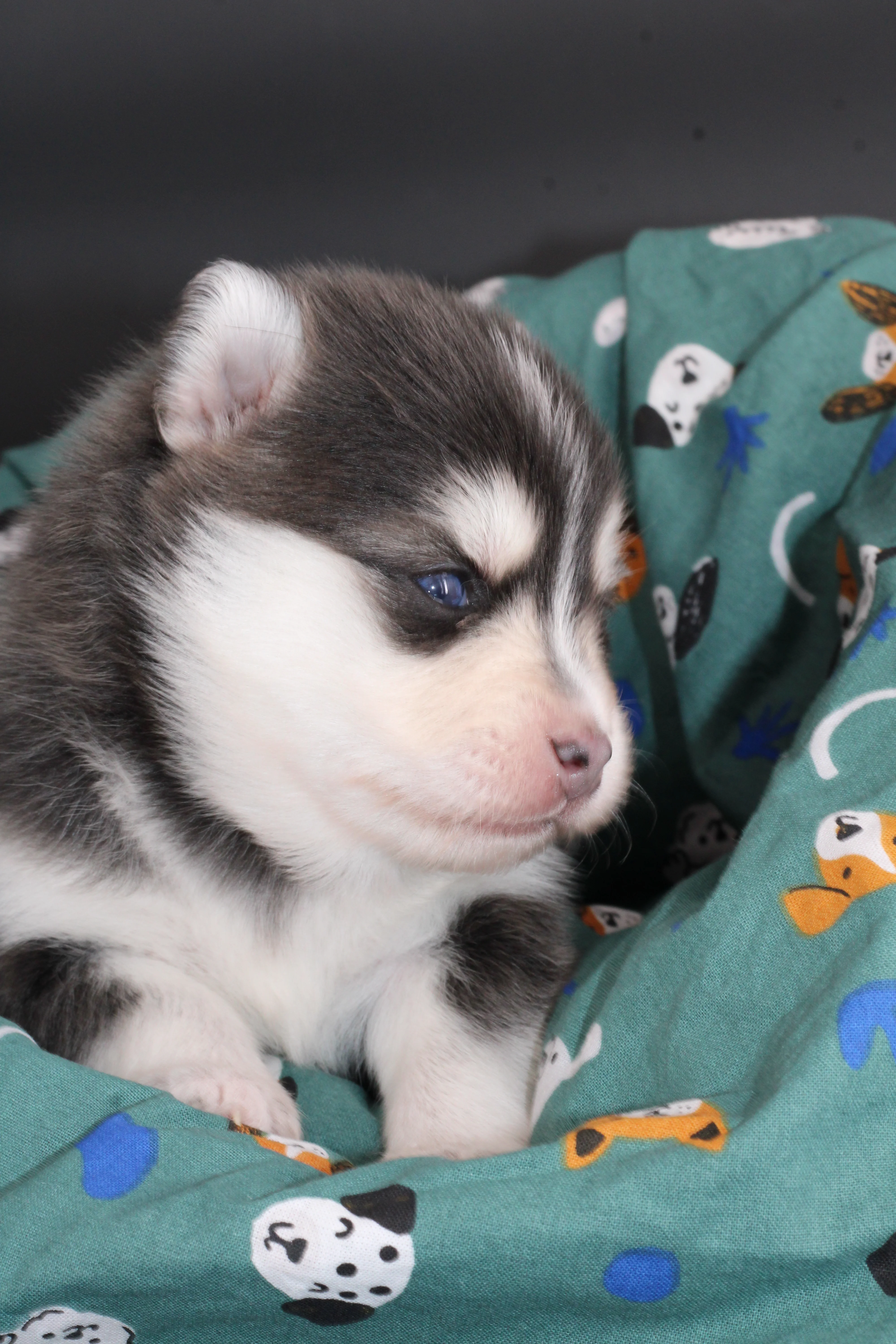 SORA, chiot Pomsky Royal POMSKY - photo 2