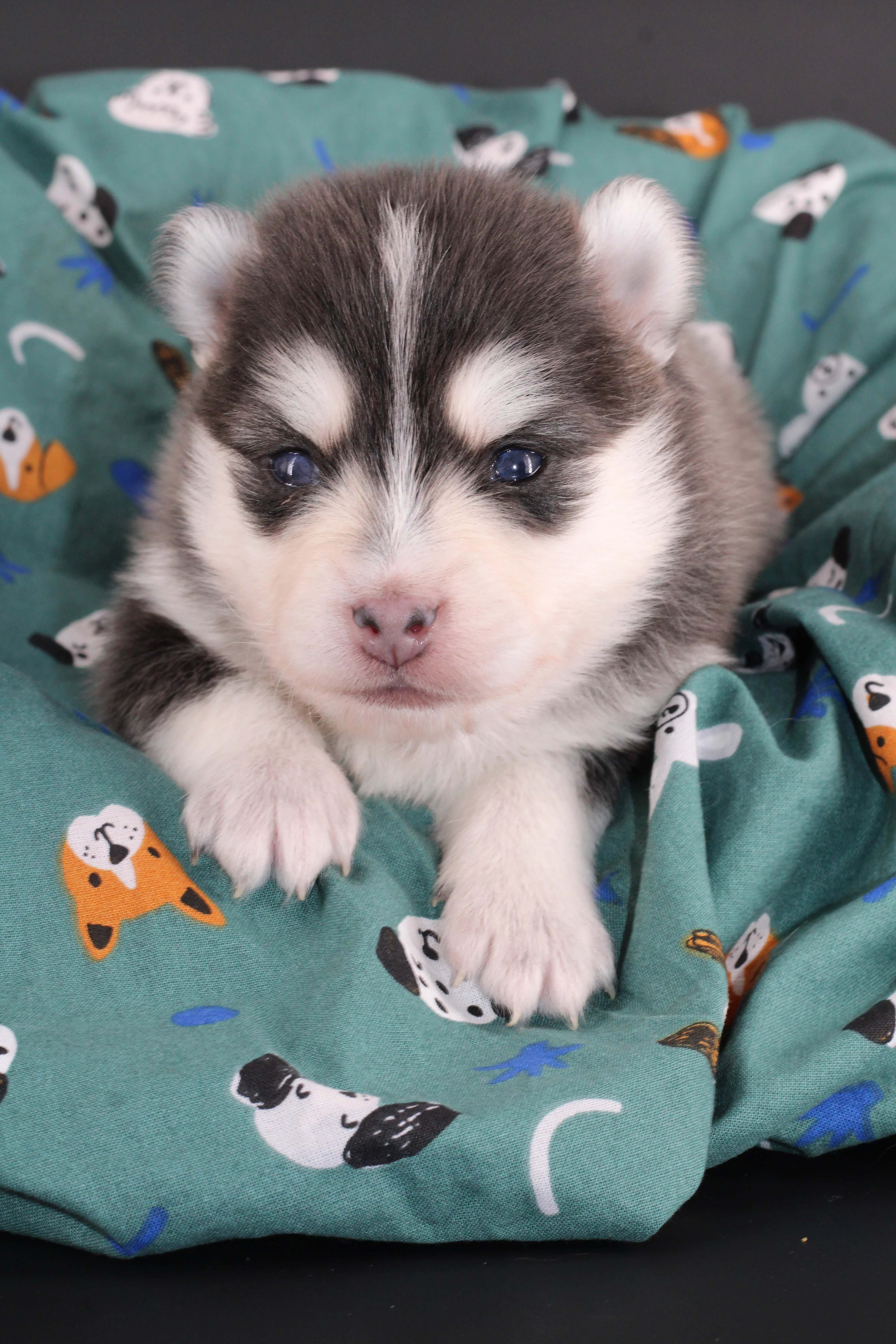 SORA, chiot Pomsky Royal POMSKY - photo 3