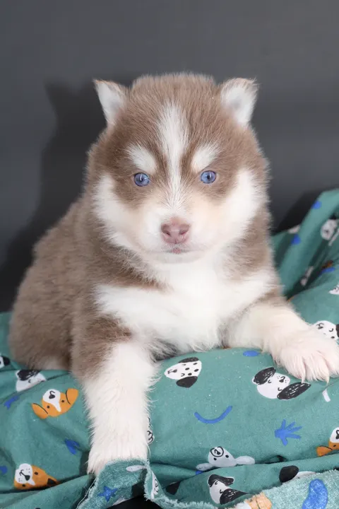 ORION, chiot Pomsky Royal POMSKY - photo 3