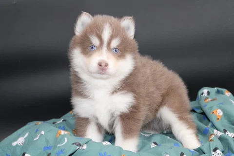 ORION, chiot Pomsky Royal POMSKY - photo 1