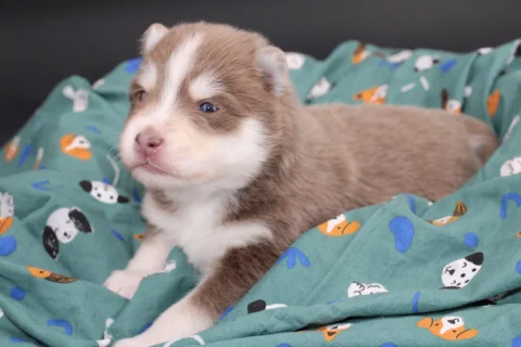 ORION, chiot Pomsky Royal POMSKY - photo 1