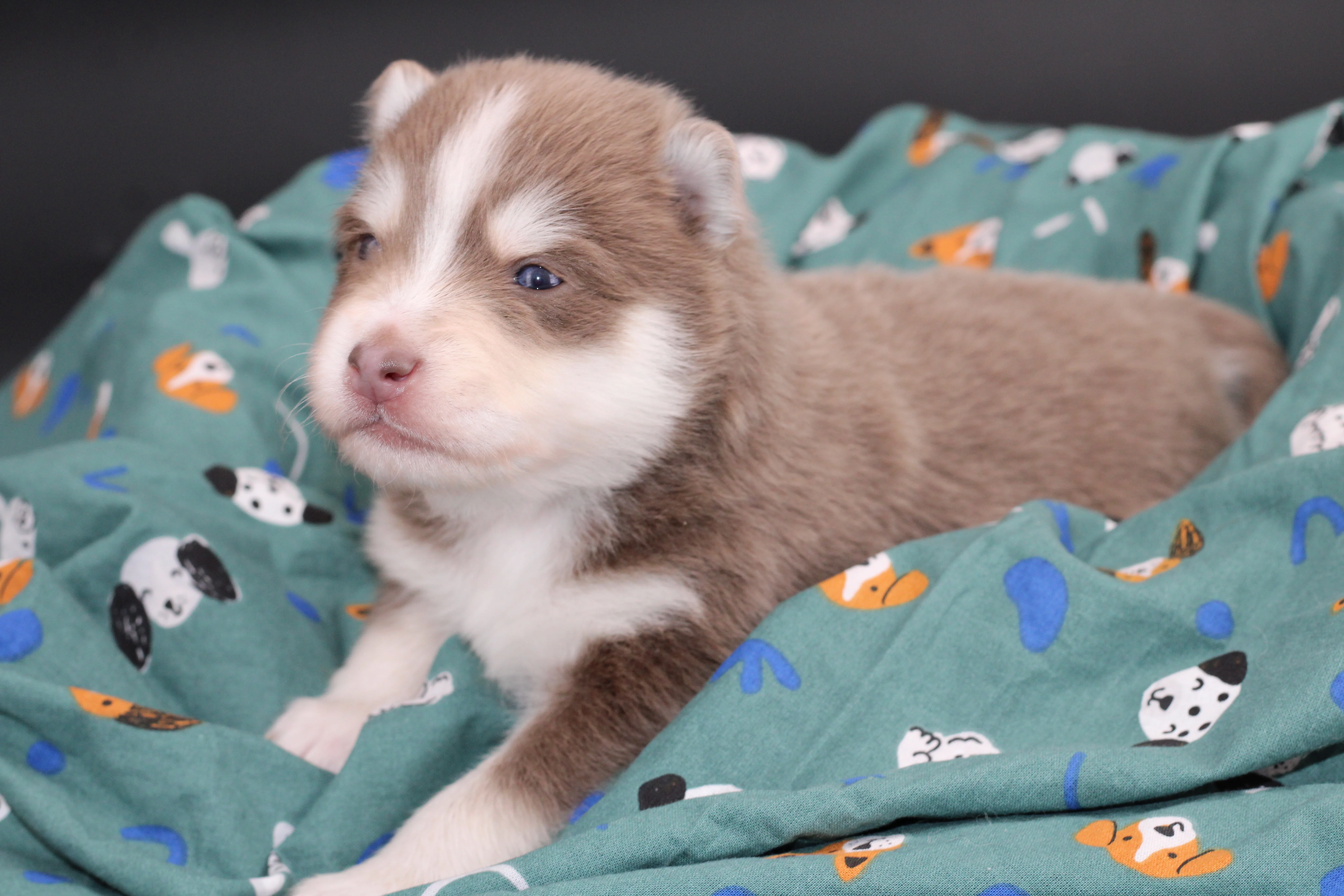 ORION, chiot Pomsky Royal POMSKY - photo 1