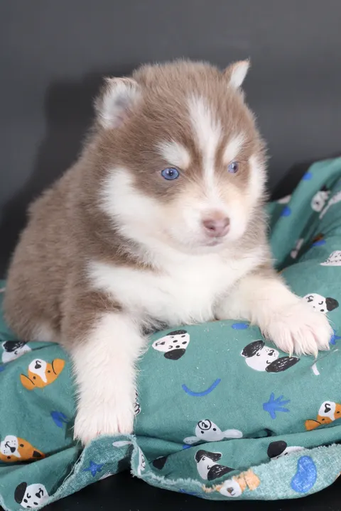 ORION, chiot Pomsky Royal POMSKY - photo 4