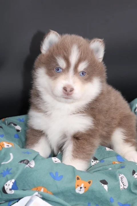 ORION, chiot Pomsky Royal POMSKY - photo 2