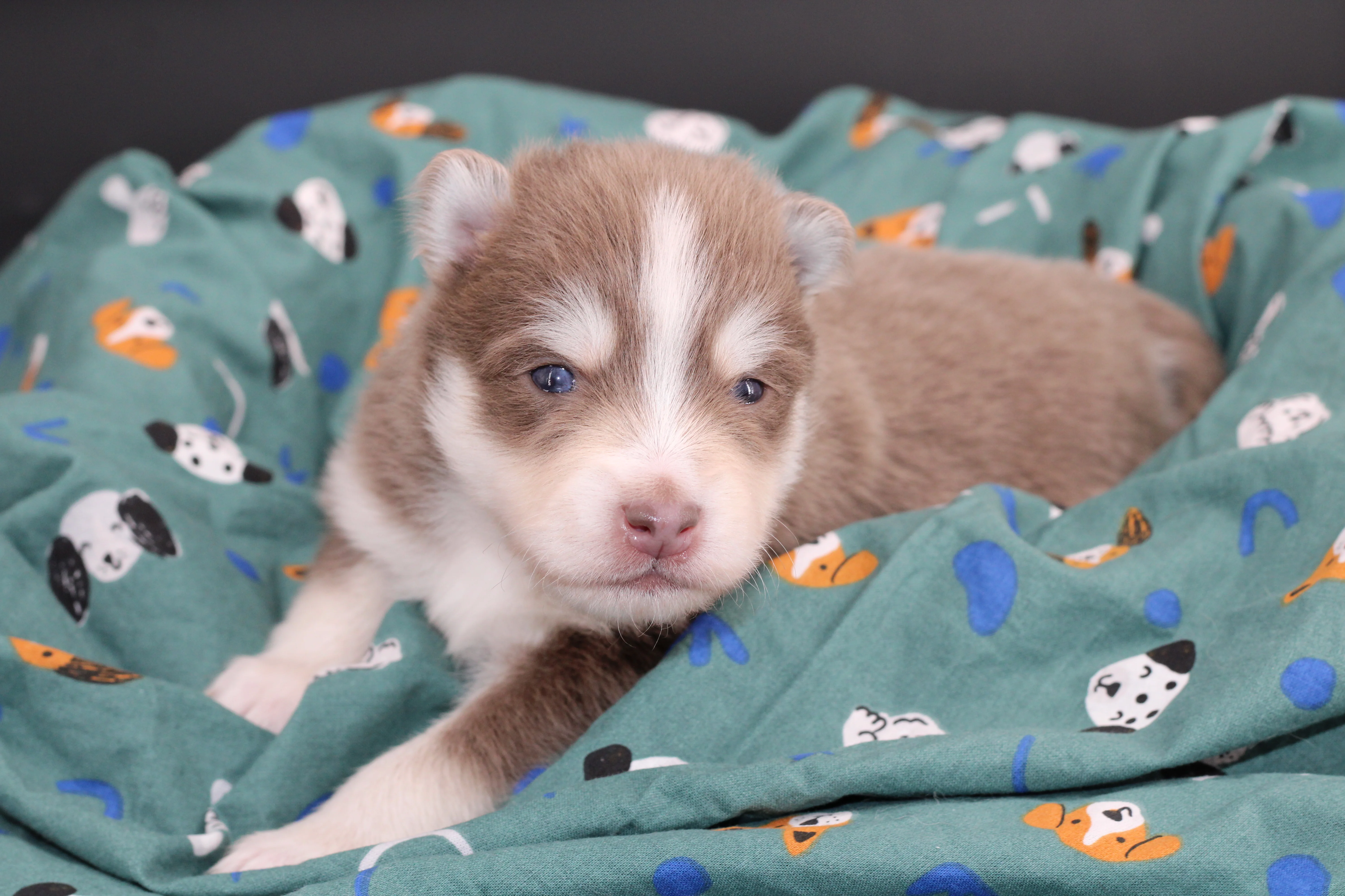 ORION, chiot Pomsky Royal POMSKY - photo 2