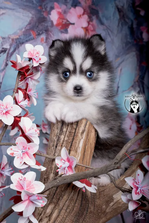 ALOU JUNIOR, chiot Pomsky Royal POMSKY - photo 1