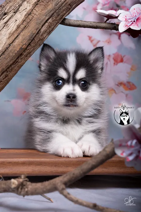 AMAROK, chiot Pomsky Royal POMSKY - photo 1
