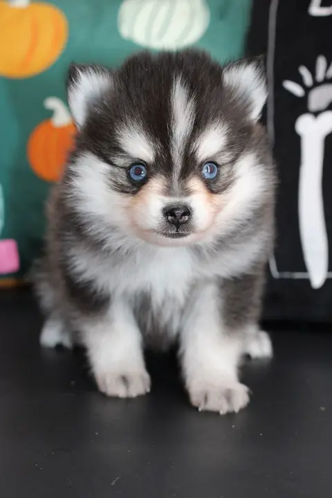 Aston, chiot Pomsky Toy F4 noir et blanc aux yeux bleus, assis chez Royal POMSKY