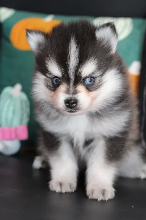 ASTON, chiot Pomsky Royal POMSKY - photo 2