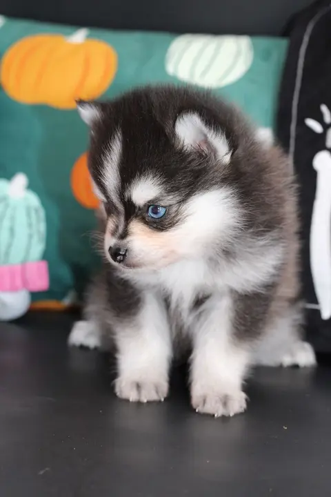ASTON, chiot Pomsky Royal POMSKY - photo 3