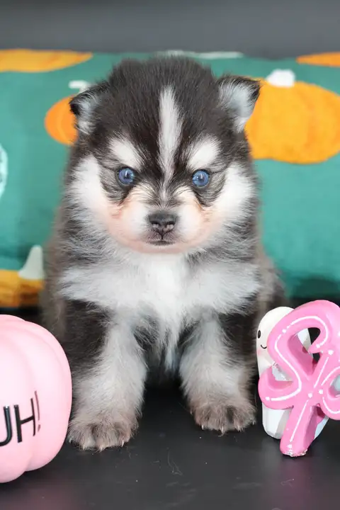 Aston, chiot Pomsky Toy F4 noir et blanc aux yeux bleus, assis chez Royal POMSKY