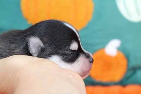 ASTON, chiot Pomsky Royal POMSKY - photo 1