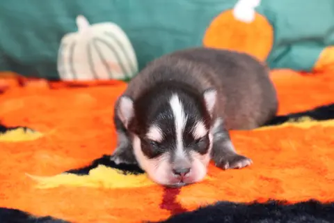 ASTON, chiot Pomsky Royal POMSKY - photo 2