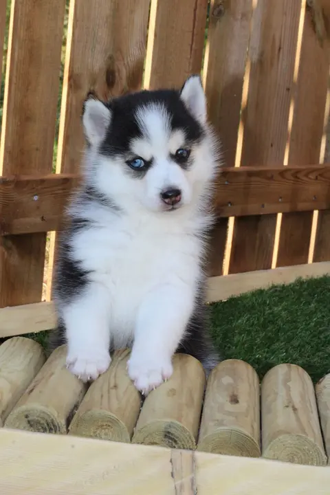 Atlas, chiot Pomsky F4 miniature noir et blanc aux yeux bleus, de face chez Royal POMSKY