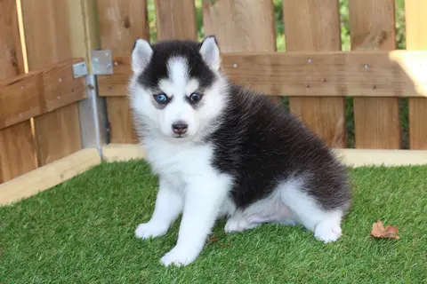 ATLAS, chiot Pomsky Royal POMSKY - photo 2