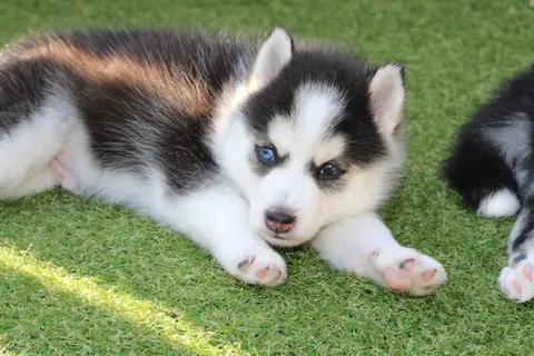 ATLAS, chiot Pomsky Royal POMSKY - photo 3