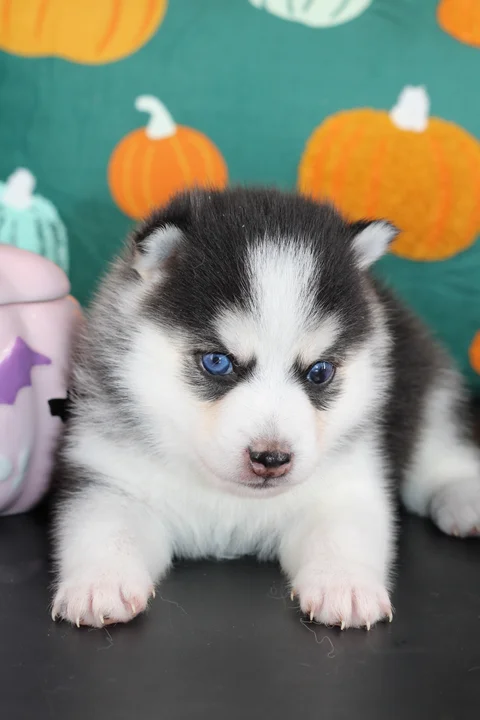 Atlas, chiot Pomsky F4 miniature noir et blanc aux yeux bleus, de face chez Royal POMSKY