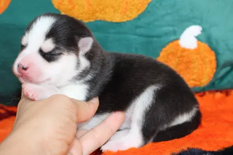 ATLAS, chiot Pomsky Royal POMSKY - photo 2