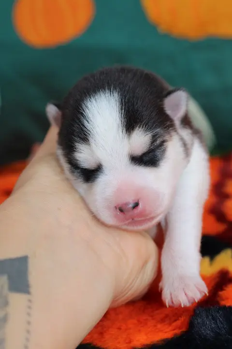 ATLAS, chiot Pomsky Royal POMSKY - photo 3