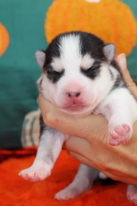 ATLAS, chiot Pomsky Royal POMSKY - photo 1