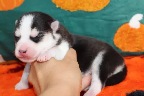 ATLAS, chiot Pomsky Royal POMSKY - photo 4