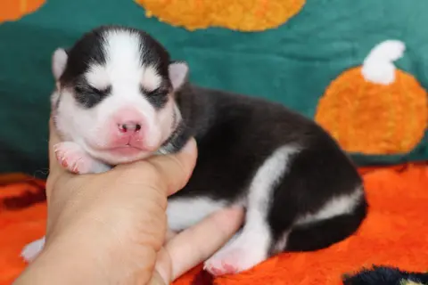 ATLAS, chiot Pomsky Royal POMSKY - photo 5