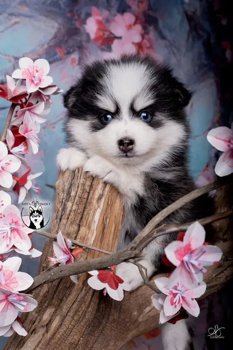 BAÏKAL, chiot Pomsky Royal POMSKY - photo 1