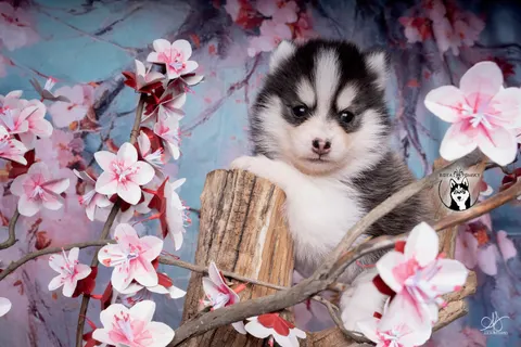 BELLATRIX, chiot Pomsky Royal POMSKY - photo 1