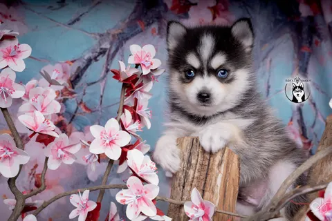 INUK, chiot Pomsky Royal POMSKY - photo 2