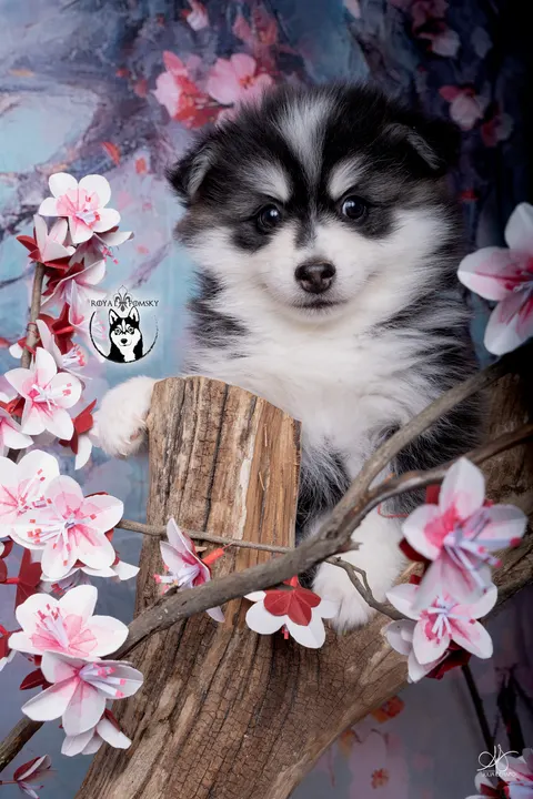 INUK, chiot Pomsky Royal POMSKY - photo 1