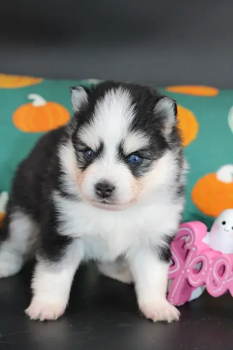 Kiara, femelle Pomsky Toy F4 noire et blanche aux yeux bleus, assise chez Royal POMSKY