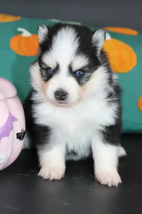 KIARA, chiot Pomsky Royal POMSKY - photo 2