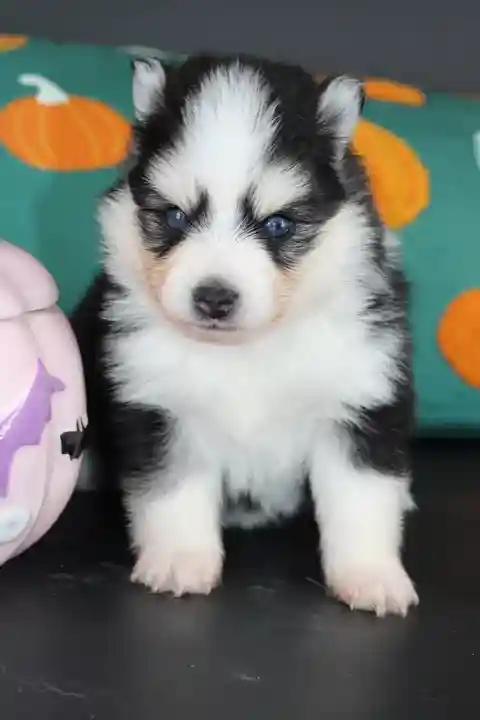 KIARA, chiot Pomsky Royal POMSKY - photo 3