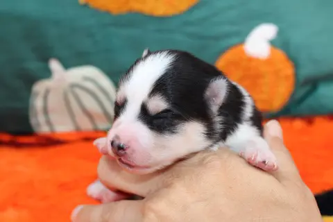 KIARA, chiot Pomsky Royal POMSKY - photo 2