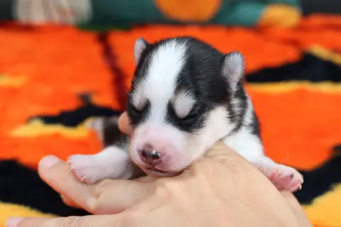 KIARA, chiot Pomsky Royal POMSKY - photo 3
